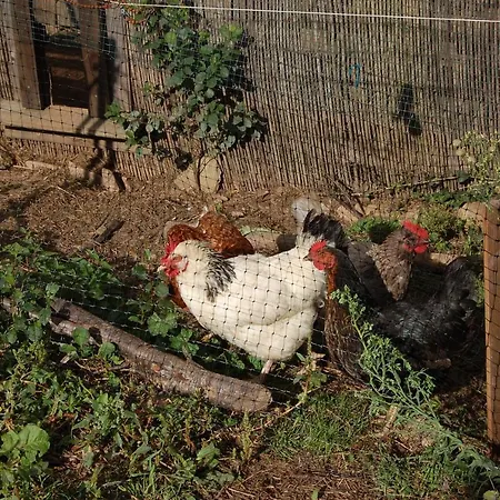 Felicitas En La Casa De Cobos, Ribeira Sacra * Puebla Del Brollon