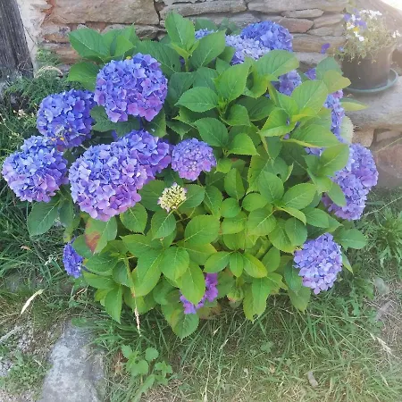 Felicitas En La Casa De Cobos, Ribeira Sacra Puebla Del Brollon